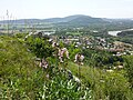 Blick vom Devínska Kobyla auf Devín, die Burg Devín, die Donau und den bereits in Österreich gelegenen Braunsberg. Im Vordergrund blühender Diptam (Dictamnus albus).