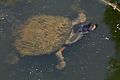 Image 8Eastern long-necked turtle