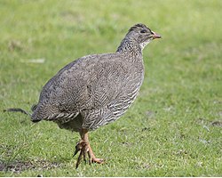 Francolinus capensis (un francolin criard), galliforme deul famille d'chés Phasianidae)