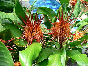 Hedychium longicornutum