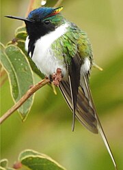 Male of the horned sungem perching on a twig