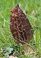 Spitzmorchel (Morchella elata)