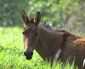 ラバの顔を正面から