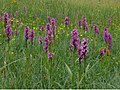 Orchideenwiese bei Gersheim