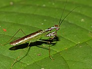 Богомол роду Hapalopeza з родини Gonypetidae (Малайзія)