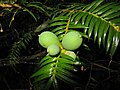 Detall dels fruits de Torreya nucifera