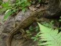 Tuatara