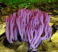 Clavaria zollingeri (Clavariaceae)