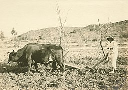 Campesino and oxen[6]