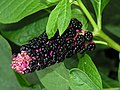 Amerikinė fitolaka (Phytolacca americana)