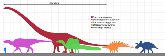 Spinosaurus'un farklı dinozor gruplarının en büyük örnekleriyle boyut karşılaştırması; soldan sağa: Bilinen en büyük ornitopoda ( ; Shantungosaurus), bilinen en büyük sauropod ( ; Supersaurus), Spinosaurus  , bilinen en büyük stegosauriyen ( ; Stegosaurus) ve bilinen en büyük seratopsiyen ( ; Triceratops).