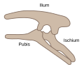 Structure pelvienne des Ornithischia (côté gauche)