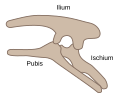 Structure pelvienne ornithischien (côté gauche)