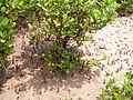 pagatpat or mangrove in Bohol, Philippines