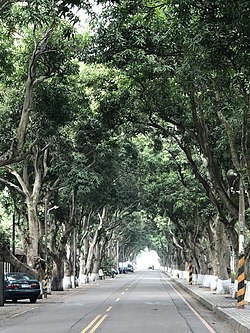Country road through tunnel of mango trees in Gukeng