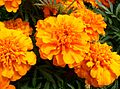 Аксаміткі распасцёртыя (Tagetes patula)