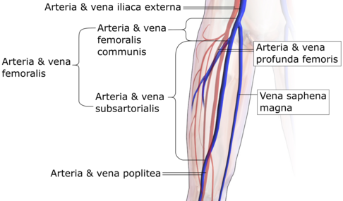 Segmenta.?[2]