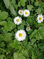 madeliefje (Bellis perennis)