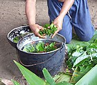 Zubereitung von Ayahuasca