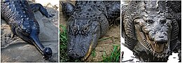 Három élő eusuchia faj: a gangeszi gaviál (balra), a mississippi aligátor (középen) és a hegyesorrú krokodil (jobbra).