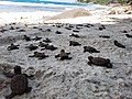 Schiusa delle uova di tartaruga marina.