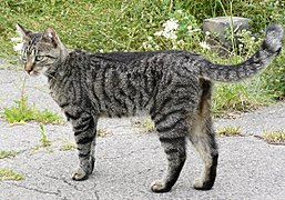 F. catus: Macja shtëpiake lara-lara