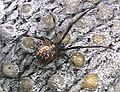 Latrodectus geometricus (vrouwtje)