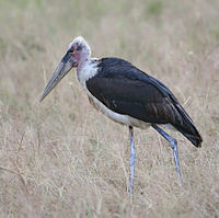 Mikumi National Park, Tanzania