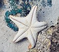 Bintang laut, seperti banyak echinodermata lainnya, memiliki 5 simetri radial