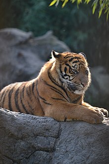 La tigre di Sumatra, uno degli animali più a rischio d'estinzione al mondo.