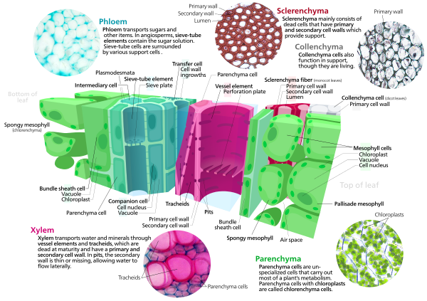 Cross section of a leaf showing various ground tissue types