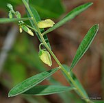 Ti Polygala elongata iti Polygalaceae