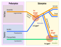 Symbiogenesis with 2 mergers (redrawn, twice)