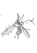 Tipula marioni 1937 Nicolas Théobald holotype éch. C48 x1,5; p144 pl. XI Insectes du Sannoisien du Gard