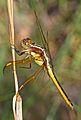 Libellula flavida