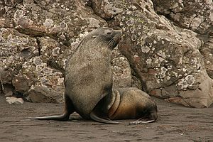 Gazela arktocefalo (Arctocephalus gazella)