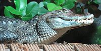 Pápaszemes kajmán (Caiman crocodilus)