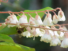 Clethra arborea