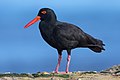 Huîtrier fuligineux, Haematopus fuliginosus) (Haematopodidae)