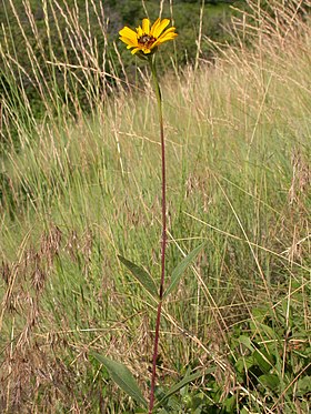 Staudesolsikke (Helianthus pauceflorus) Foto: Matt lavin (via Flickr)