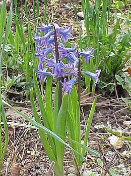 Rytinis hiacintas (Hyacinthus orientalis)