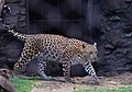 Indischer Leopard (Panthera pardus fusca)