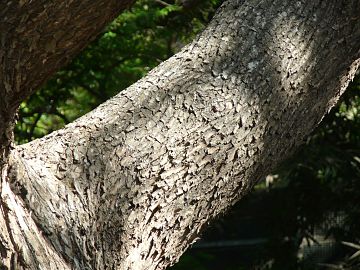 Bark of branch