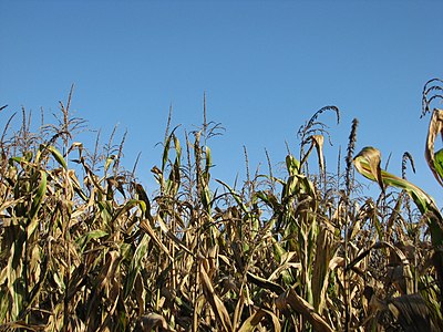 Slika:Maize autumn.JPG