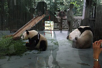 Pandas at the zoo