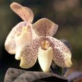 Paphiopedilum concolor