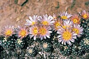 Pediocactus knowltonii