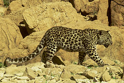アラビアヒョウ Panthera pardus nimr