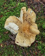 Russula amoenolens