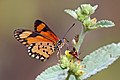 Babočkovitý motýl Acraea eponina